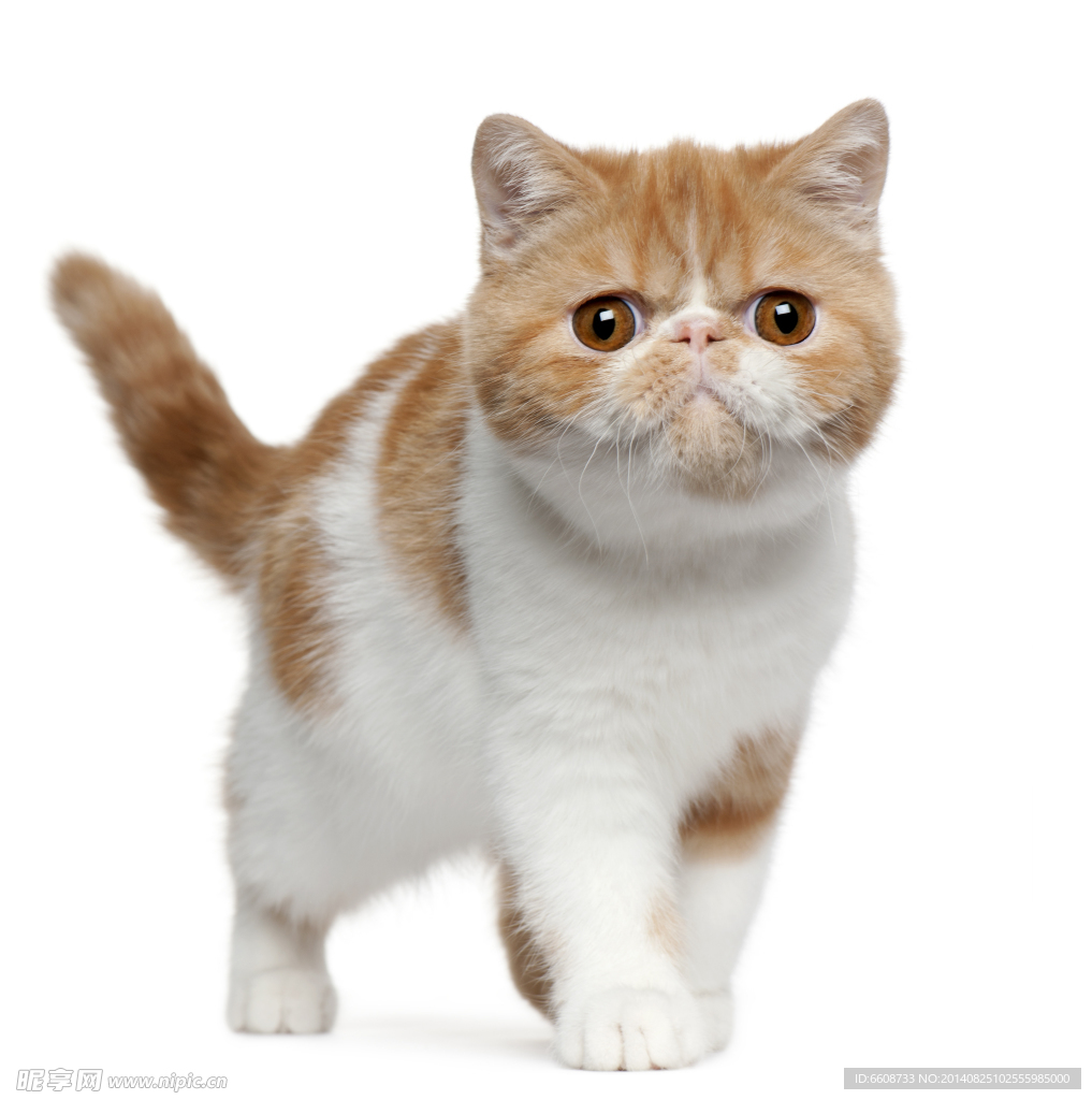 小猫