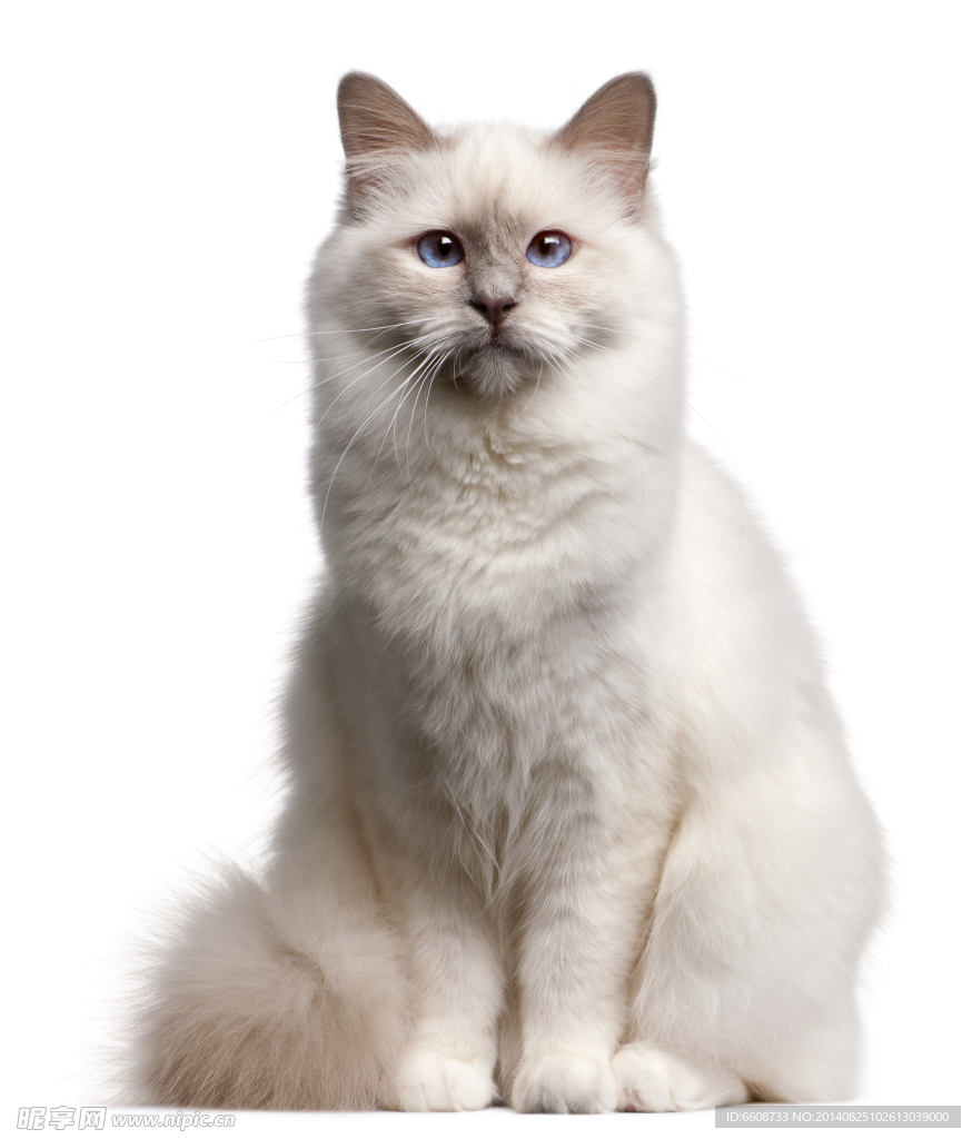 小猫