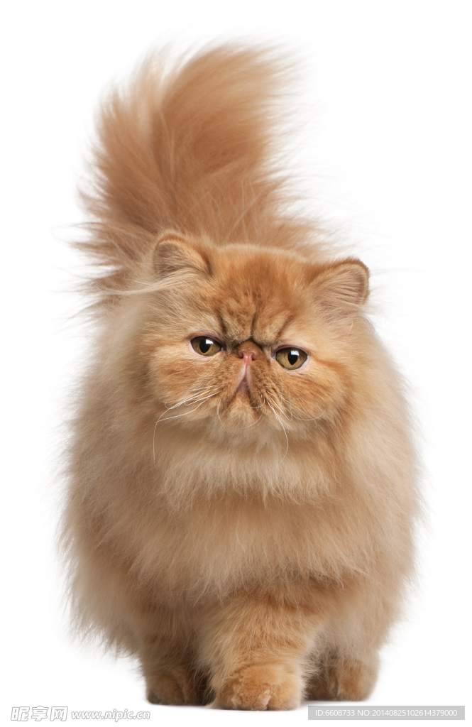 小猫