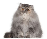 小猫