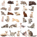 小猫