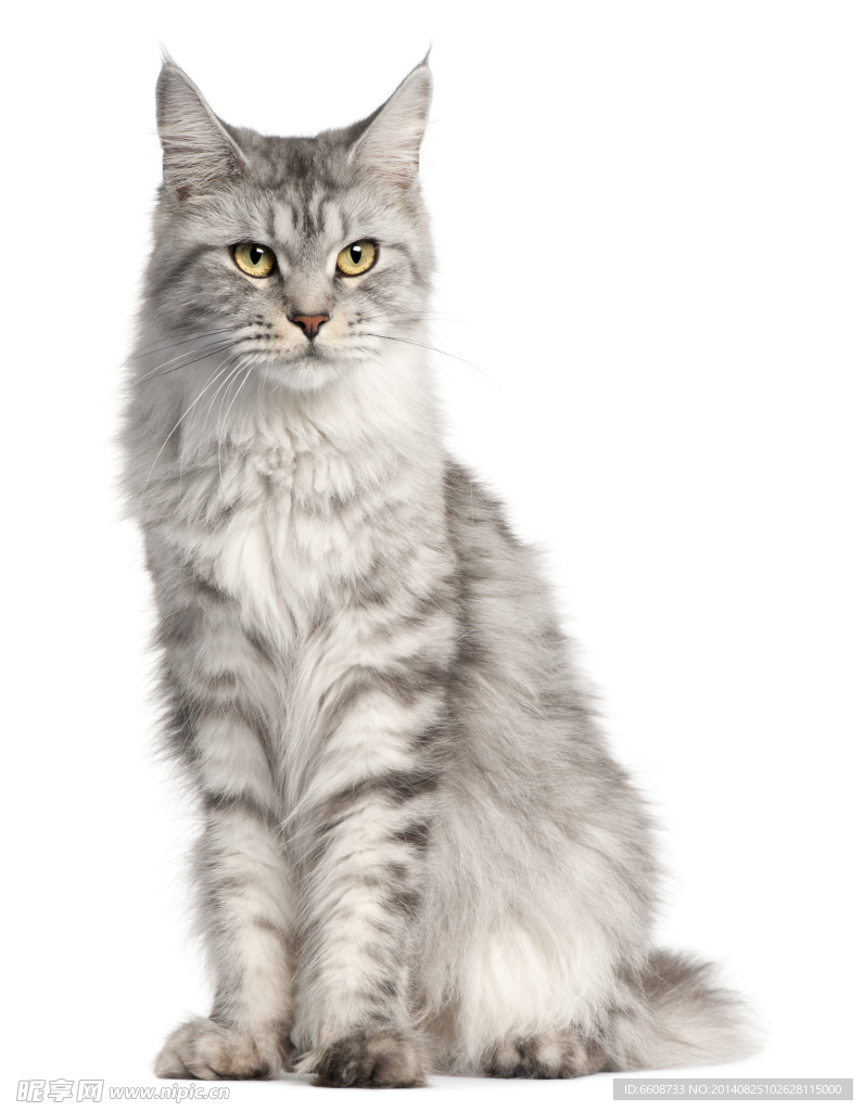 小猫