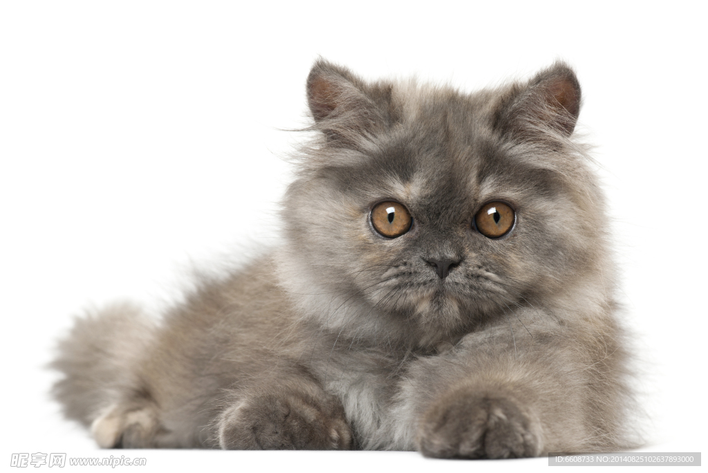 小猫