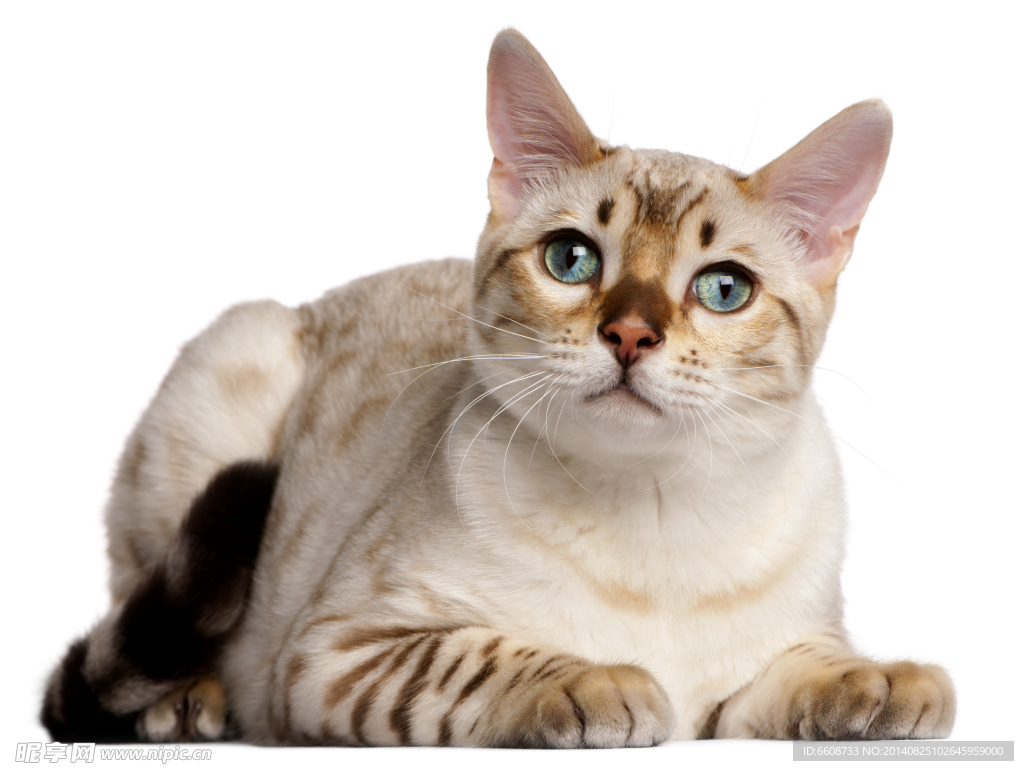 小猫