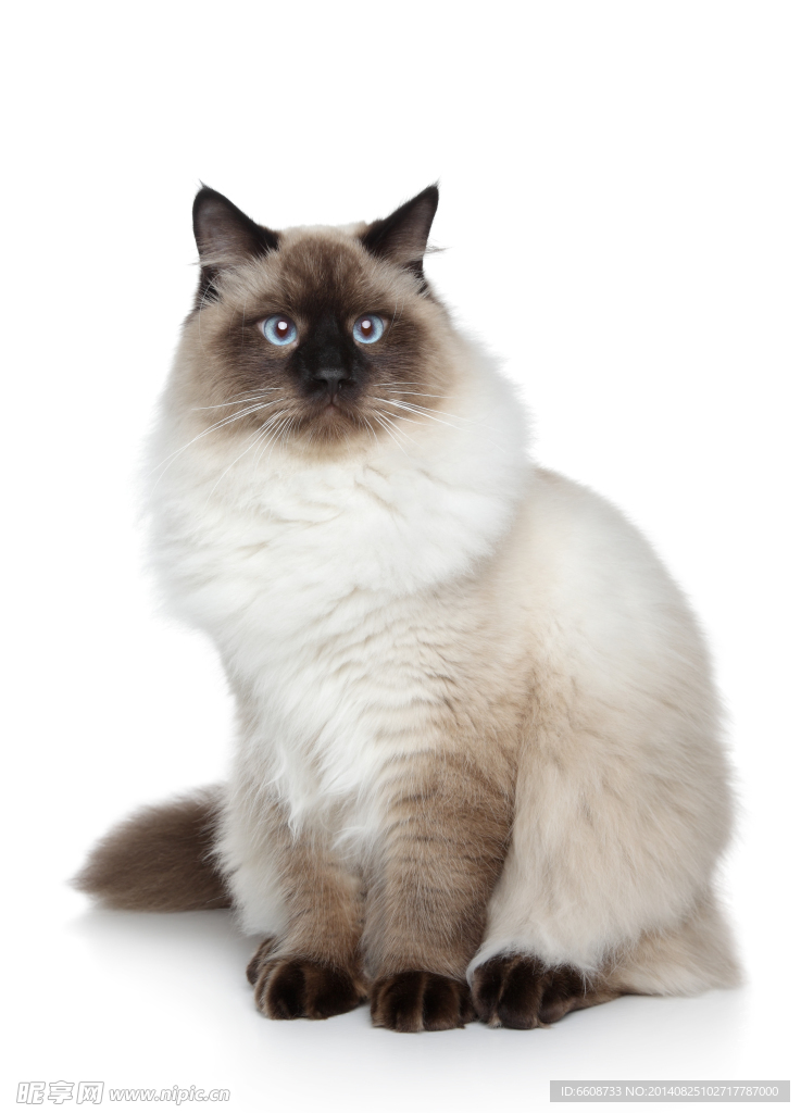 小猫