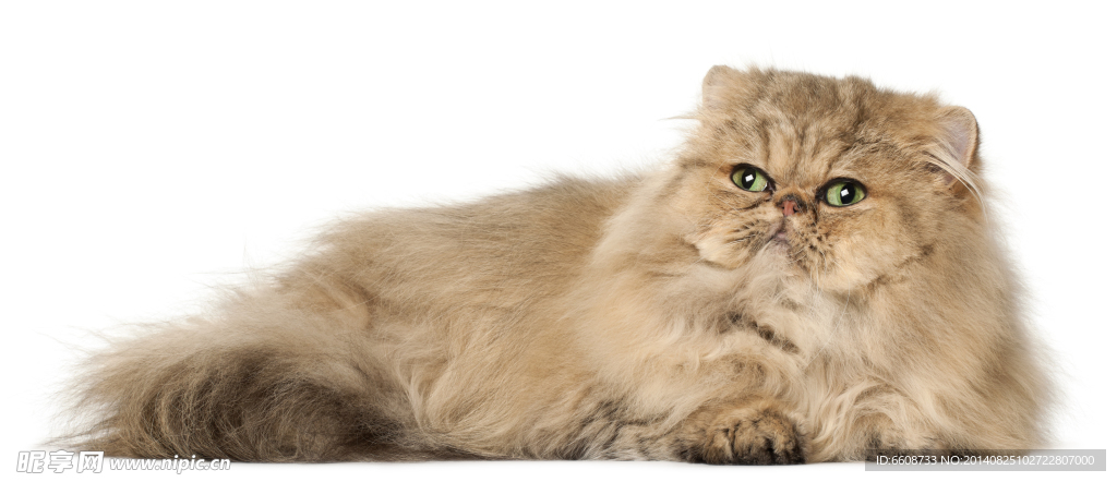 小猫