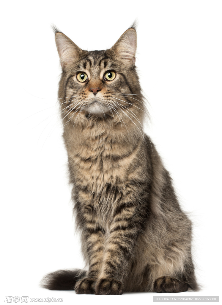小猫