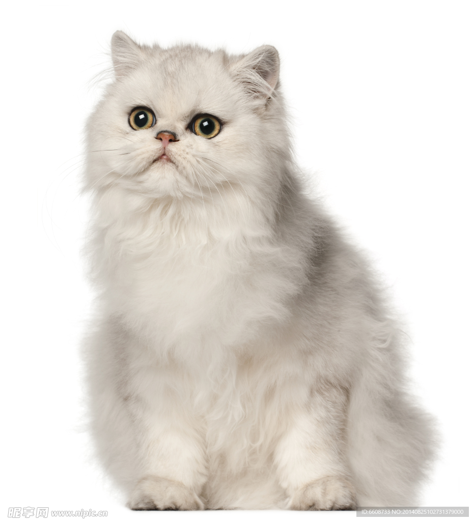 小猫