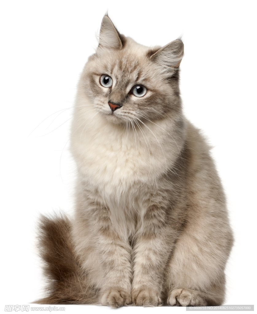 小猫