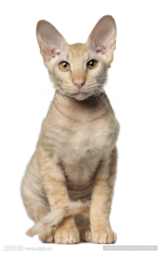 小猫