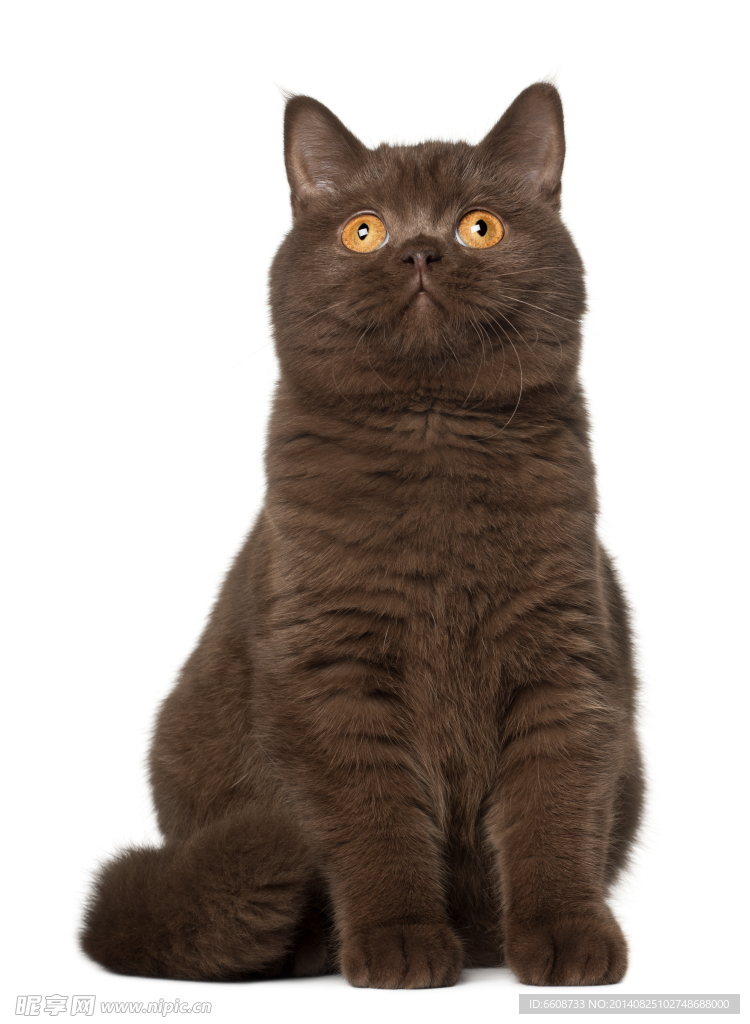 小猫