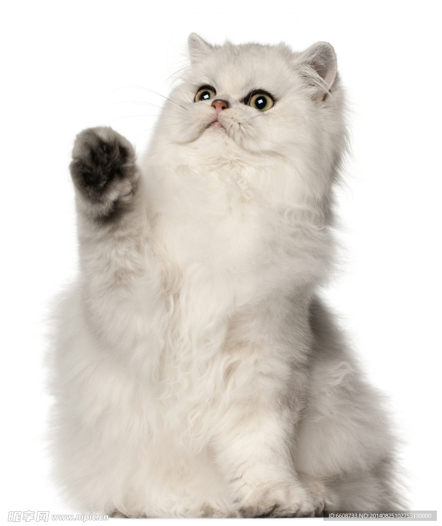 小猫
