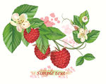 树莓水果