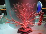 红色的珊瑚树