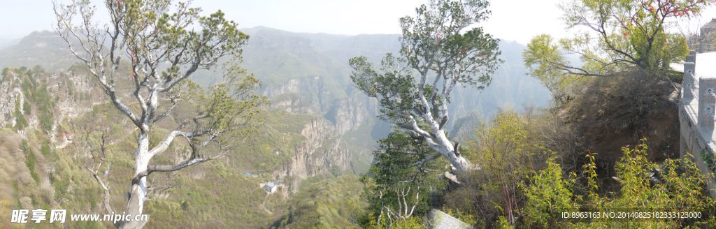 神农山白龙松