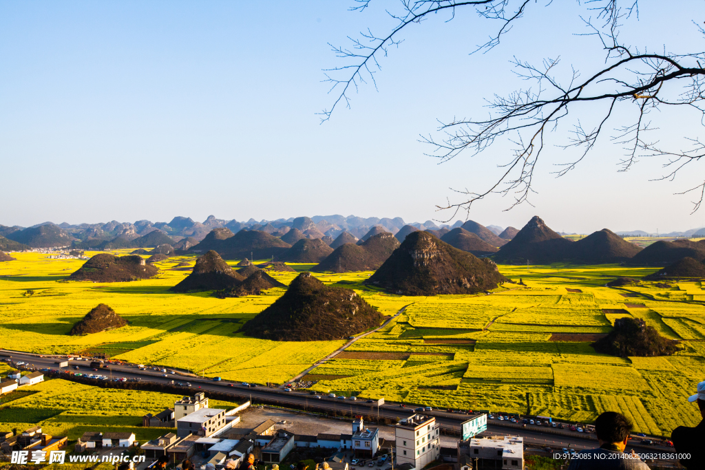 罗平油菜花