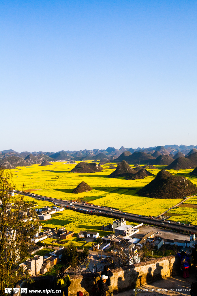 罗平油菜花