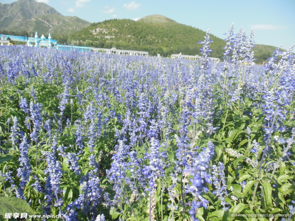 薰衣草花海