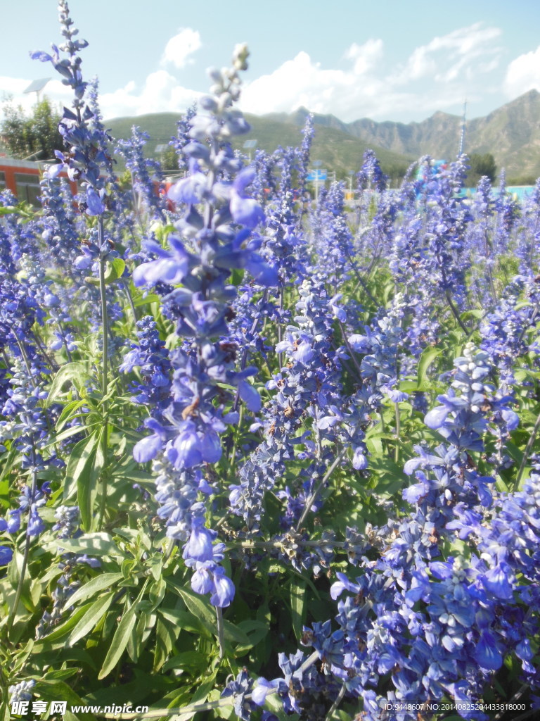 薰衣草花海