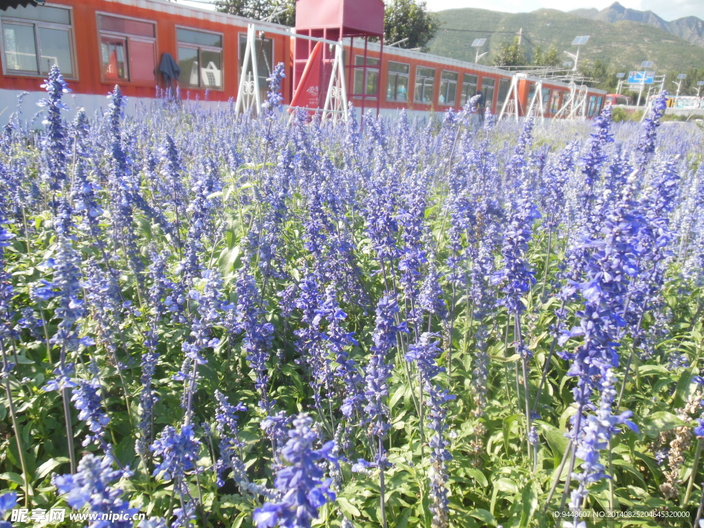 薰衣草花海