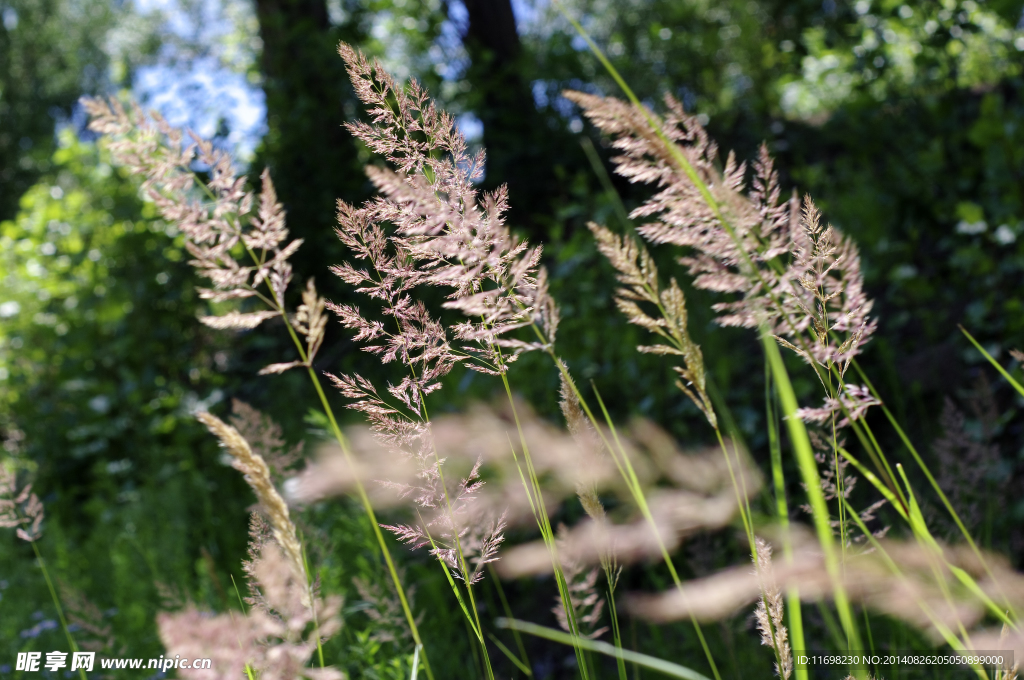 野草