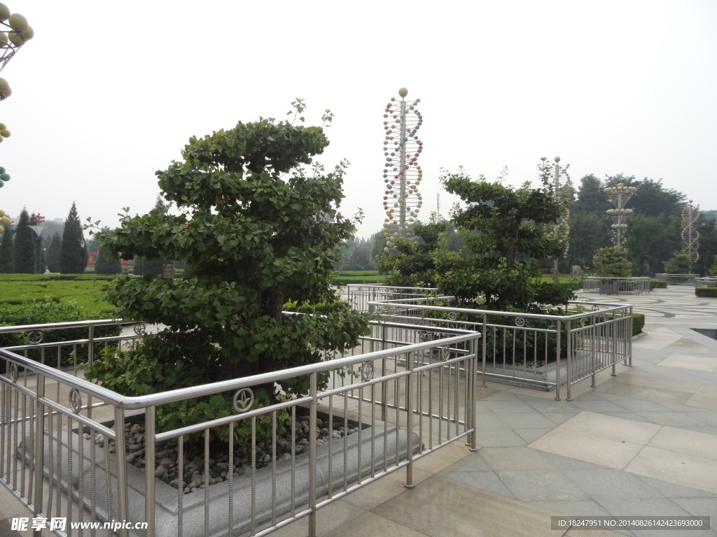 银杏树