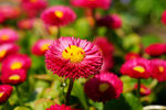 雏菊