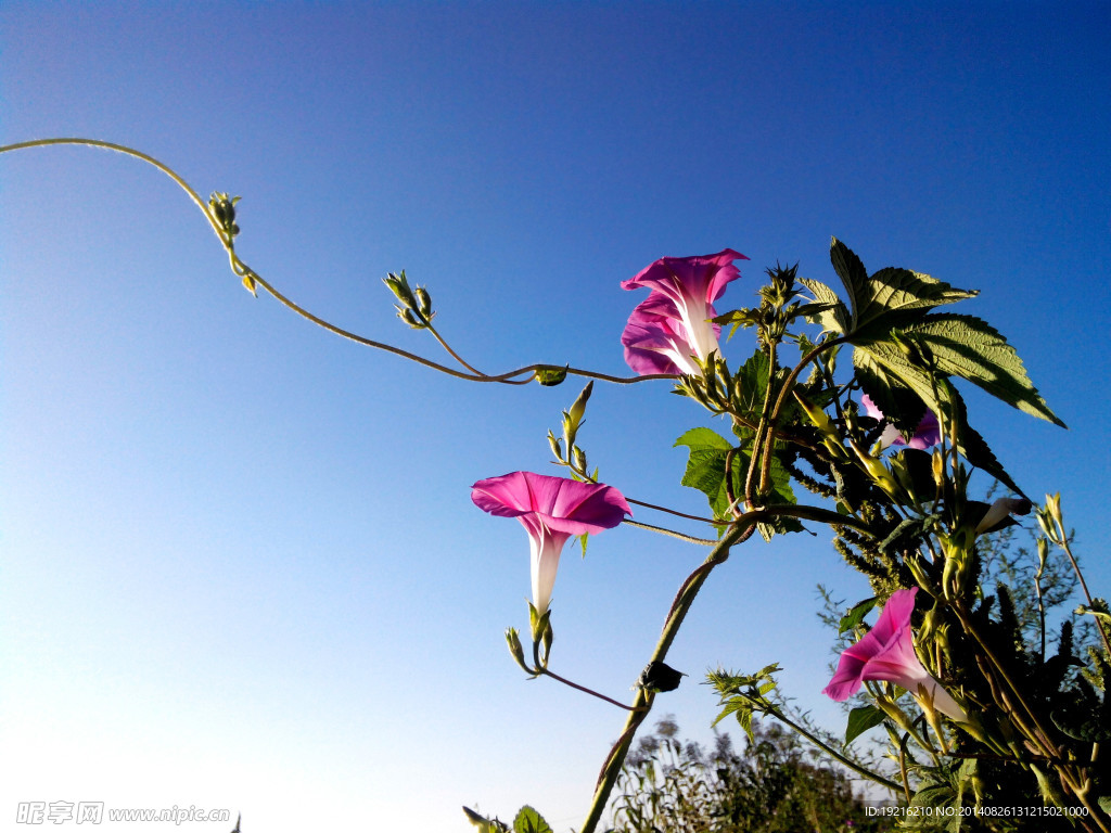 牵牛花
