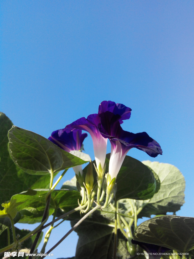 牵牛花