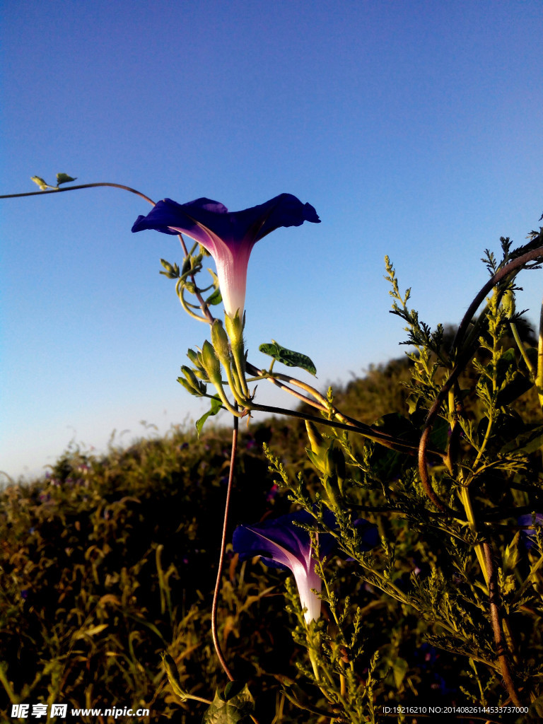 牵牛花