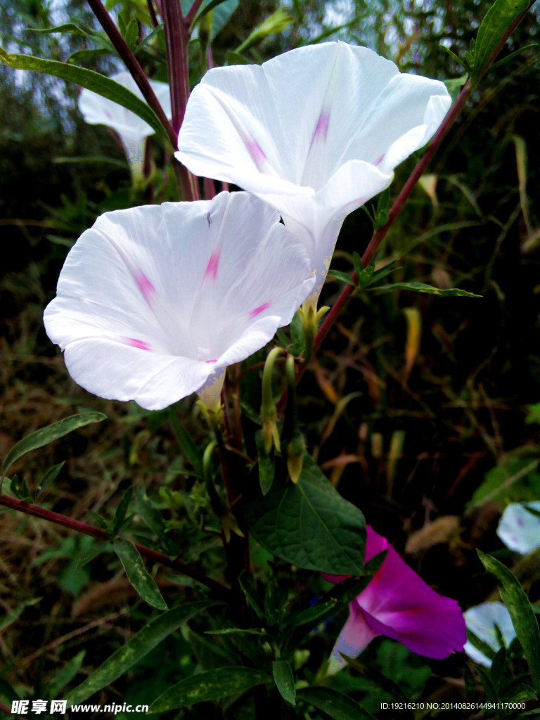 牵牛花