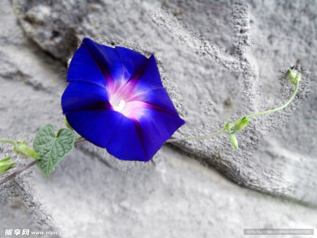 牵牛花