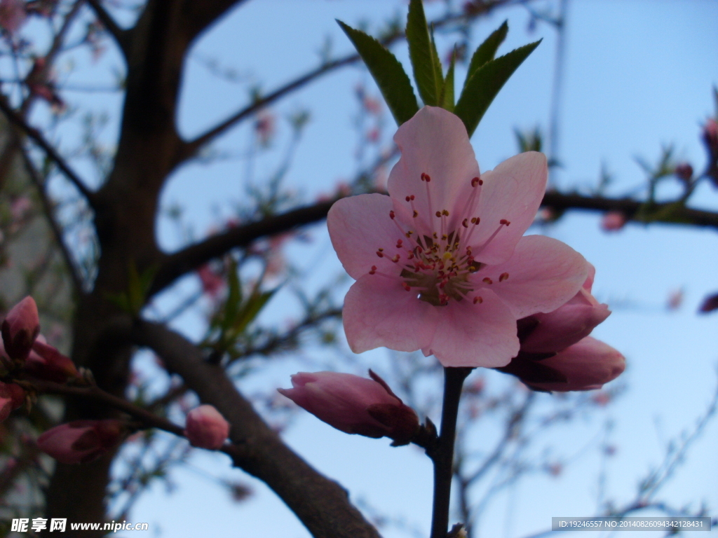 桃花