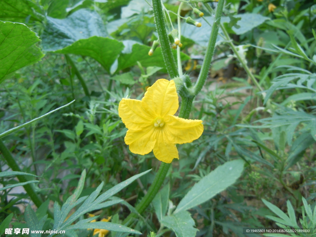 小黄花