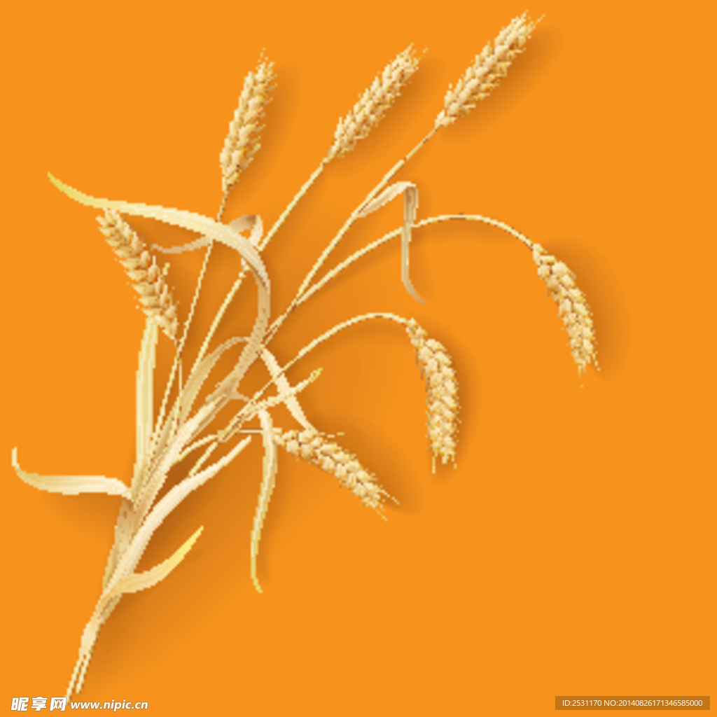 麦穗