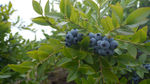 蓝莓高清照片