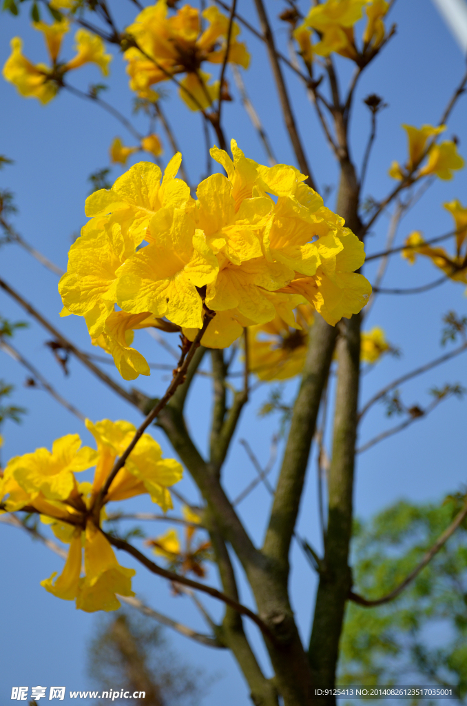 黄花风铃木