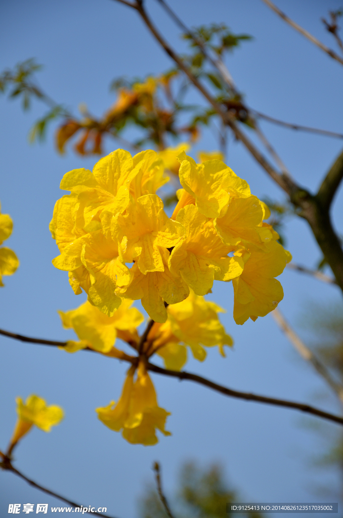 黄花风铃木