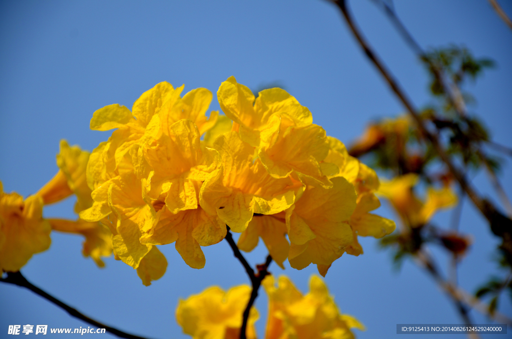 黄花风铃木