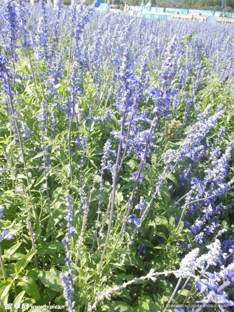 薰衣草花海