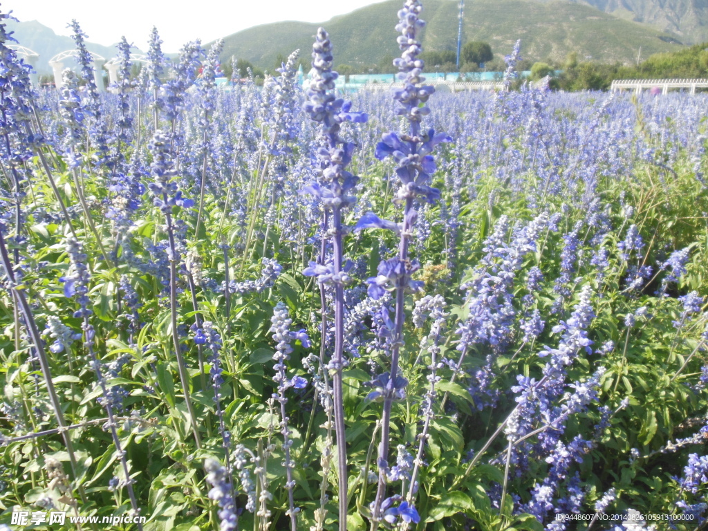 薰衣草花海