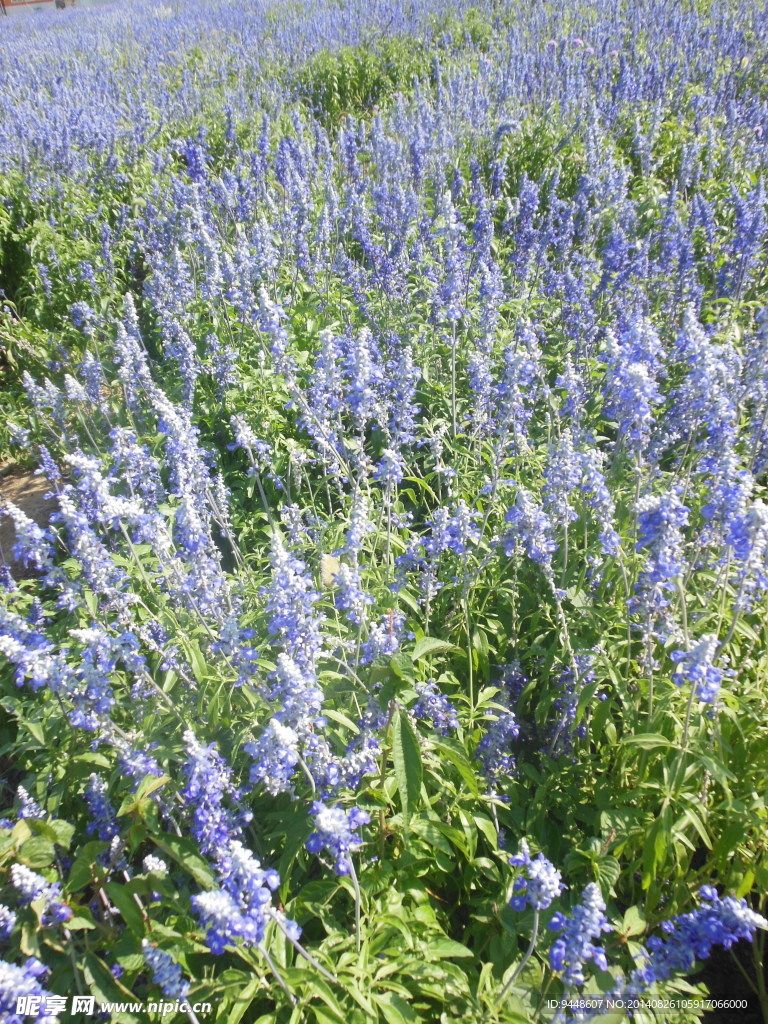 薰衣草花海