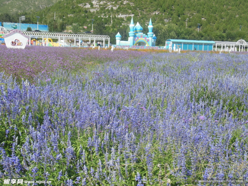 薰衣草花海