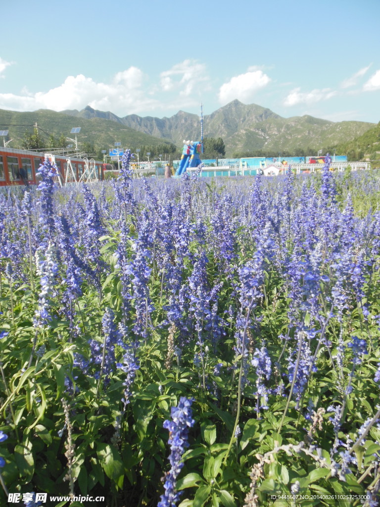 薰衣草花海