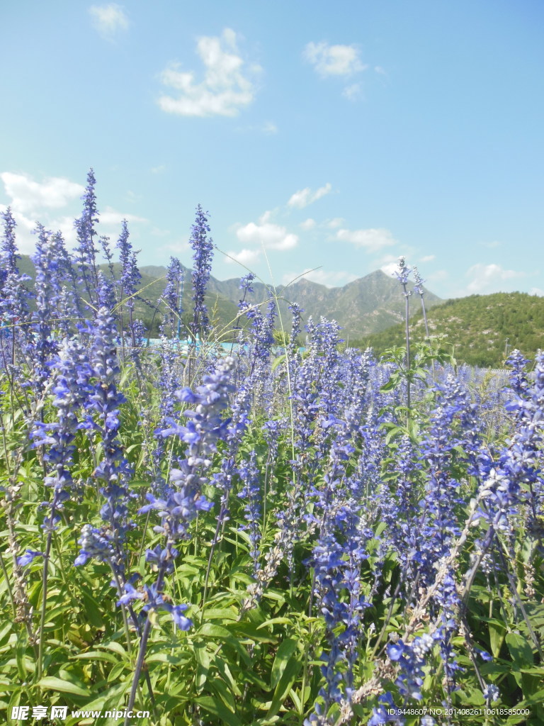 薰衣草花海