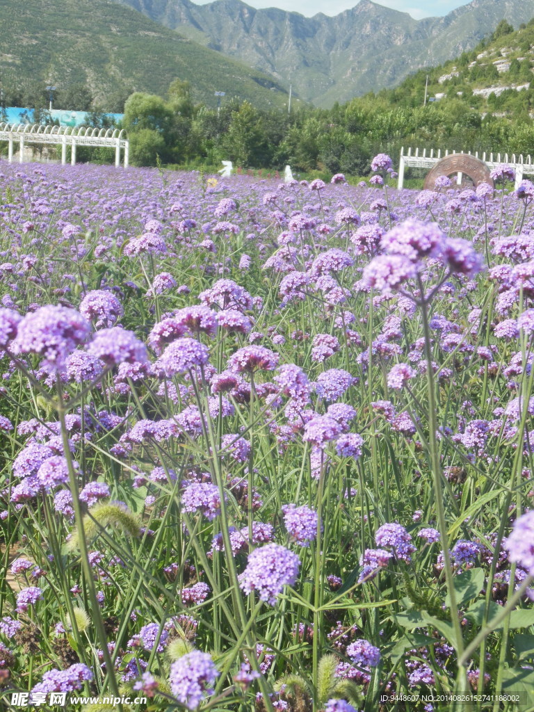 马鞭草