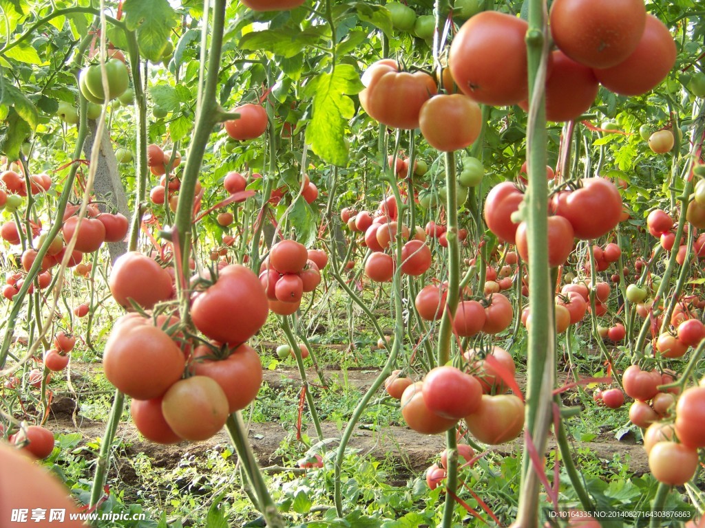 西红柿  番茄