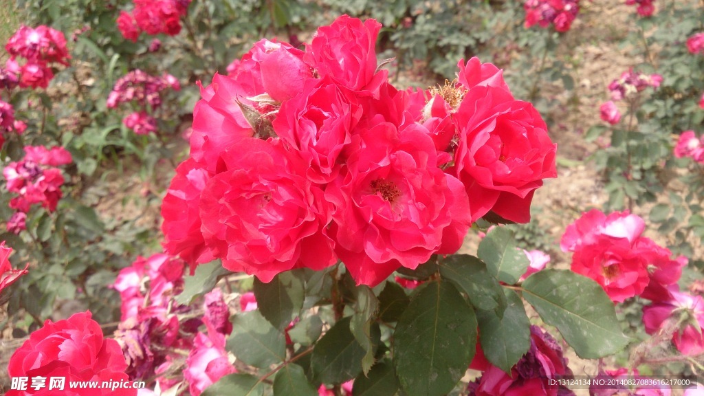牡丹花