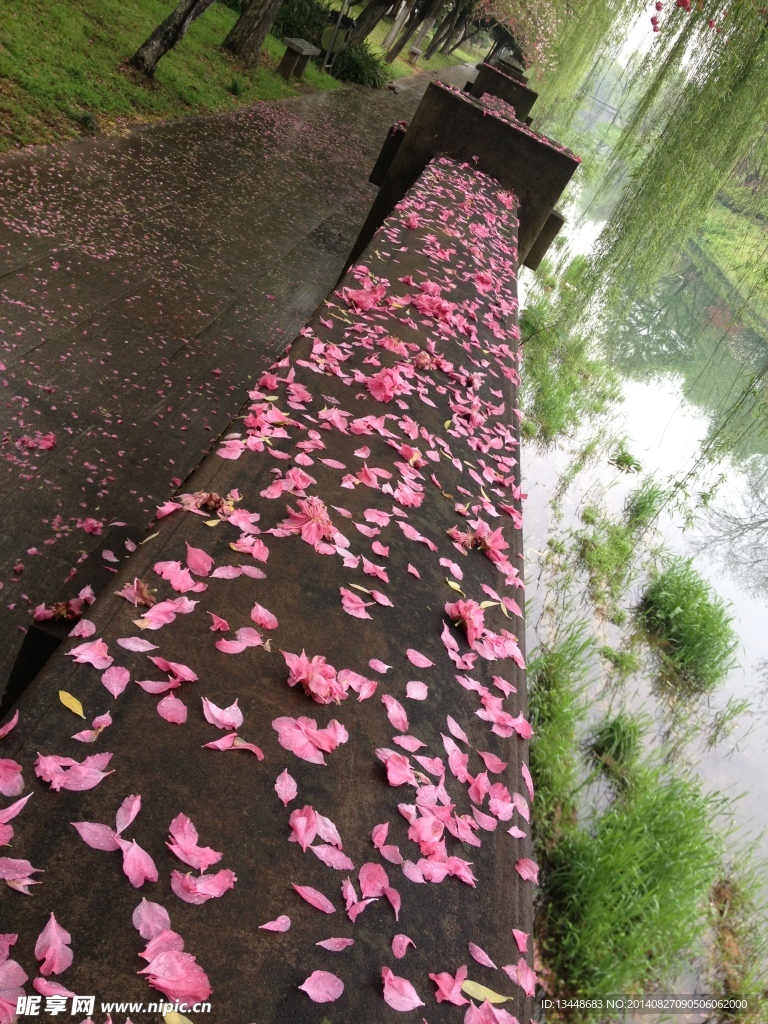 河道 花落