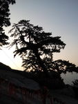 松树剪影